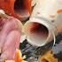 Go Catch Ornamental Fish In Water Pipes Carp Koi Three Tailed Fish Turtle