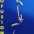 Love Profusion Headcleanr Rock Mix