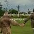 Wedding Nasheed Ala Jabiri Nisa Muhammad Al Muqit English Translation Shorts Youtubeshorts