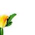 Perfect Imperfect Flowers