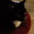 OMG ITS MAXWELL THE CAT Real Name Siia Maxwell Cat Shorts