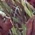 Brent Dowe Something You Don T Have
