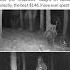 Man Pulls Off Hilarious Trail Cam Prank On Neighbor