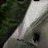 Comatose Lexii Raiinbow Laugh While You Can LYRIC VIDEO CRUNKCORE 2016