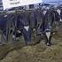 Why We Take Calves Away From The Cows