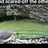 Little Bad Ass Bird Restull Birds Funny Movie Nature