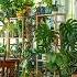 Plants That Make Your Home Feel Calm
