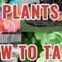 15 DIFFERENT PLANTS AND FLOWERS TIPS HOW TO TAKE CARE Plants Flowers Gardentips Houseplants