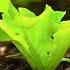 Back To Eden Gardening Documentary Film How To Grow A Regenerative Organic Garden