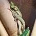 Phelsuma Pusilla Pusilla Mating