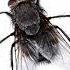 Buzzing Sound Fly