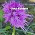 Gious Kambos Plateau In Crete