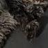 Don T Disturb I Want To Sleep Go Away Russian Cat Shorts Cats
