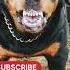 Angry Dog Barking Sound Dog Rottweilerlife Barkingsound Shorts Viralvideo