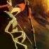Fate Grand Order Camelot Arash Noble Phantasm AMV EDIT