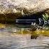 A Croaking Frog In The River Sounds Of Nature Video In 4K