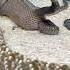 AMAZING Snake Giving Live Birth