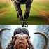 Woolly Mammoth Vs Wild Dangerous Animals Mammoth Lion Gorilla