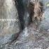 Amazing Wild Boar Sliding Warthog Pig Boar Hog Viral Animal Wildpig Wildboar Wildlife