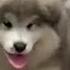 Baby Alaskan Malamute Puppies Running Funny And Cute Puppies Compilation