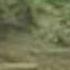Twilight Princess Sacred Grove