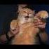 That Cat With 160 Million Views Is The New Trend Cat Batcat Orange Oranews Tiktok Trend Cats