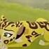 Kion Y Fuli Una Verdadera Pareja Cap48