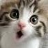Don T You Want Me Like I Want You Baby Cat Singing