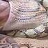 Viral Snake Video Shorts Shortfeed Short