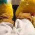 New Feet Paws OWO