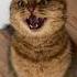 EVIL LAUGH BY A CAT