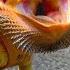 Lizard Loves To Go On Walks With Mom Around The Neighborhood The Dodo