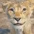 He Didn T Deserve This The Lion King KAMIN EMIN JONY Edit Disney Shorts Lionkingedit