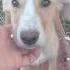 Hilary Cerca Casa Meravigliosa Cucciola Salvata Dalla Parvovirosi Shorts Love Dog Sos Puppy