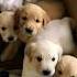 Cute Puppies Puppy Puppies Cuteanimals Youtubeshorts Cutedog