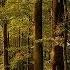 Angels Of Venice The Enchanted Forest 2012 SAMARAVIDEO RU