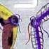 Nightcore Just Gold Duet MandoPony And PurpleRoselyn Mashup FNAF