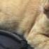 Ferdinand The Cat Sweet Dreams On Lap Top Case