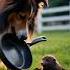 Shetland Sheepdog Riley Vs The Mole Frying Pan Showdown Cute Sheepdog Funny