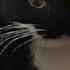 Maxwell The Cat Theme 10 Hour