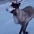 Hilarious Reindeer S Singing Gets Rudely Interrupted