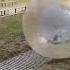 Rolling Down A Hill In A Big Water Ball Zorb Newzealand Humanpinball Excitement Travel Rotorua