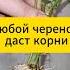 Любой черенок даст корни дача огород сад черенки черенкование лайфхак