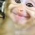 Baby Monkey Eats Corn And Gives The Sweetest Thank You Smile Ever