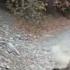 Viral Video Shows Cougar Stalking Utah Hiker In Terrifying 6 Minute Encounter FULL VIDEO ABC7