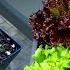 Growing Lettuce From Seed To Harvest