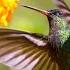 Beautiful Piano Music Relaxing Music Bird Sounds Study Music Stress Relief Sleep Music Rory
