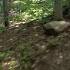 Lost In The Woods Conway New Hampshire