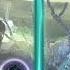 Himmelstein New Raid Boss Overview Shadow Fight 3 Android Gameplay