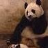 Baby Panda Sneeze And Scares His Mom